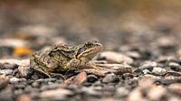 Silent Watch: Intimes Froschporträt in der Natur
