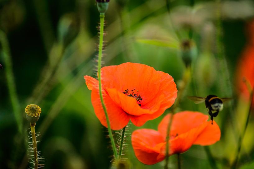 Der Mohn und die Biene von Yvon van der Wijk