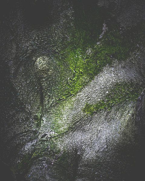 Baumrinde von Nicky Kapel