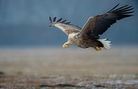 Pygargue à tête blanche