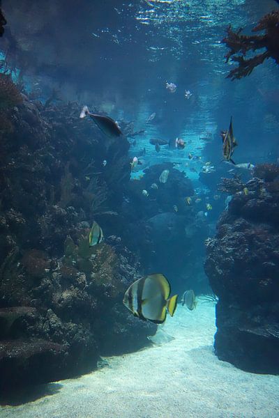 Monde sous-marin 5 par Carin Klabbers