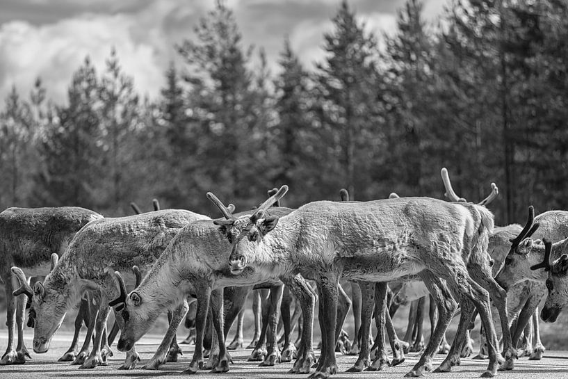 Reindeer on the road (Arvidsjaur) Sweden by Marcel Kerdijk