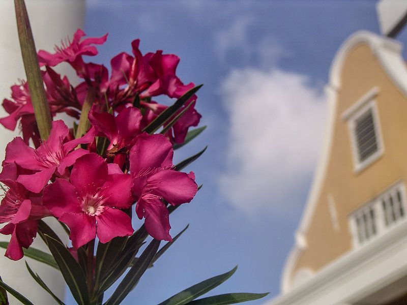 Curaçao van Eric van Nieuwland