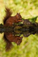 Eekhoorn aan de waterkant