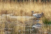 Common crane in the swamp