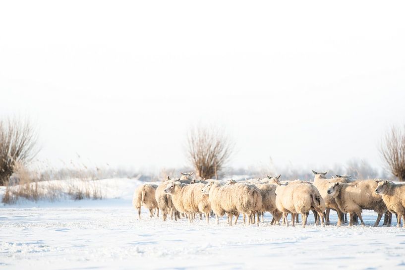 Moutons dans un paysage de polders en hiver. par Ron van der Stappen