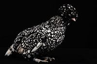 silver black seeded padau chicken