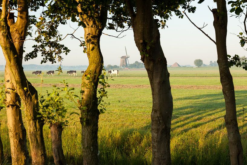 Koeien op weg naar de wei par Marijke van Eijkeren