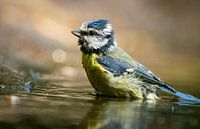 La mésange bleue prend un bain