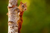 Ecureuil caché derrière un tronc d'arbre