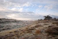 Schaapjes in de duinen