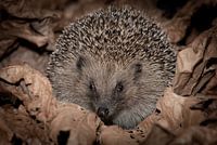 Niedlicher Igel auf der Suche nach Futter