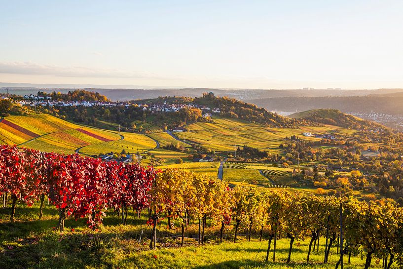 Wijnbouw in Stuttgart van Werner Dieterich