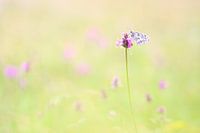 Dambordje met bloemetjes