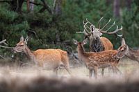 Oestrus du cerf élaphe