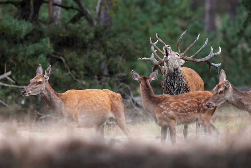 Red deer oestrus by Herwin Jan Steehouwer