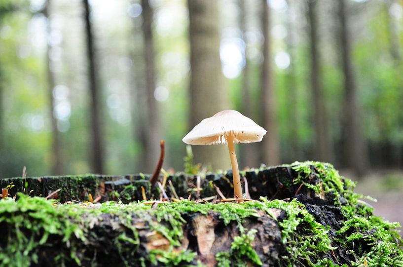 Een klein kabouterhuisje van Madelon Thijs