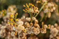 Summer flowers | Netherlands | August | photo of nature