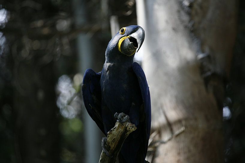 Hyazinth-Ara von Suzana Luttermann