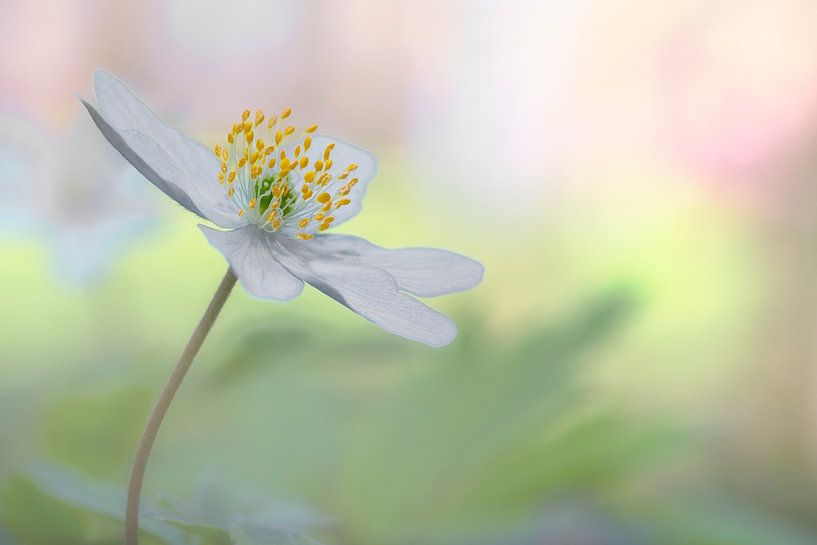 Wood anemone by Carola Schellekens