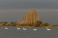 Schwäne in der Morgensonne