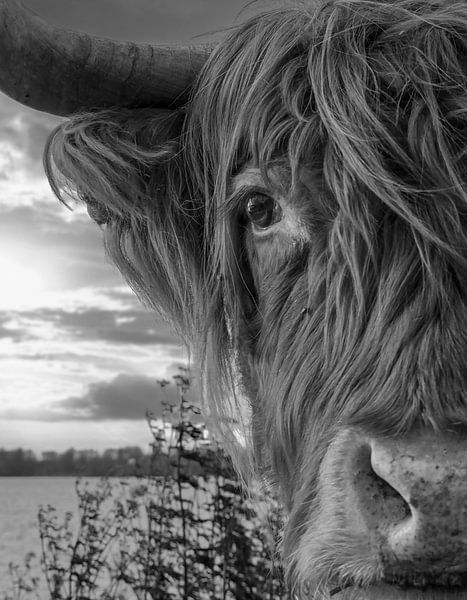 Close-up Scottish Highlander by Peter Bartelings