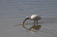 Spoonbill