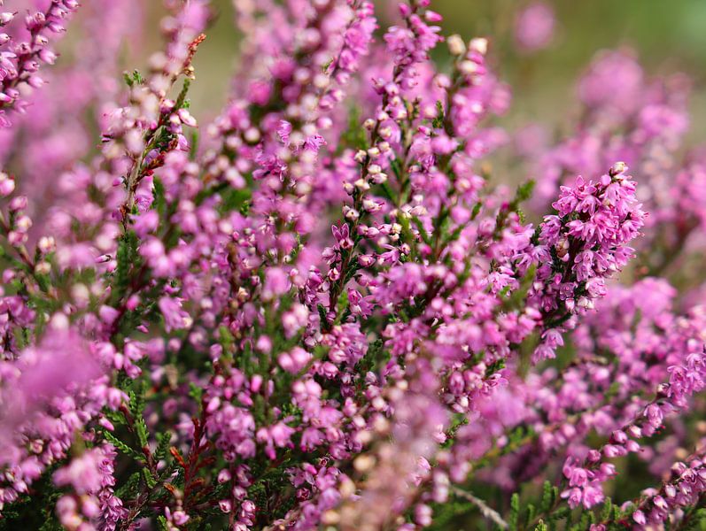 heather by Marieke Funke