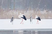 Treffen Blaureiher und Storch