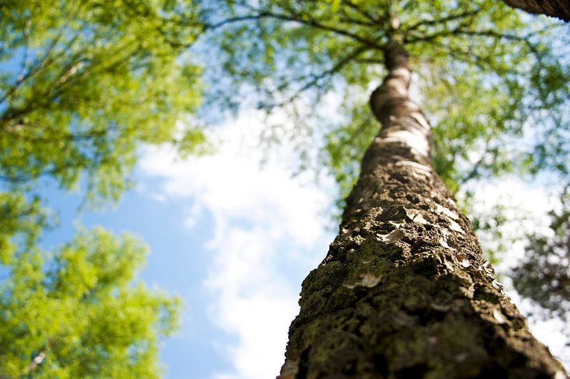 Onderaanzicht van een boom par Inge Smulders