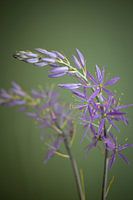 Purple prairie lily in detail