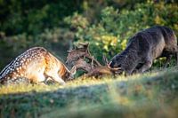 Hirsche in der Brunftzeit