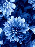 Delft Blue Chrysanthemums