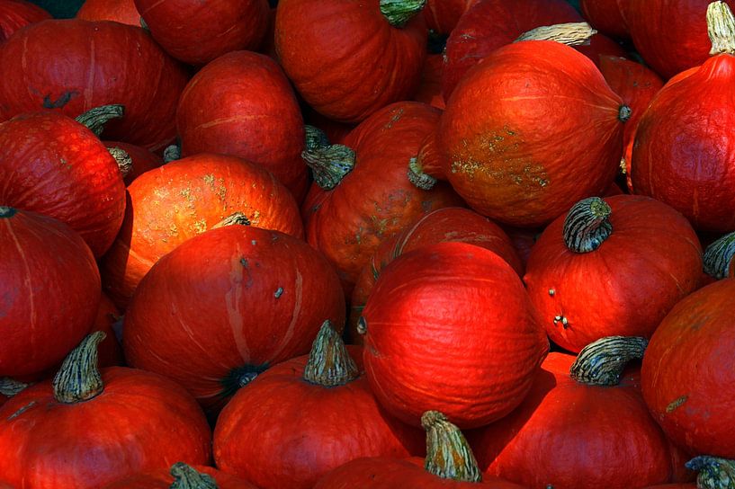 Citrouilles Hokaido par Edgar Schermaul