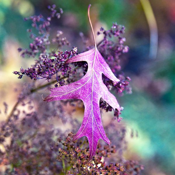 Schwebendes Ahornblatt im Herbstlicht  von Silva Wischeropp