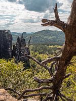 Häntzschelstiege, Saxon Switzerland - Tree trunk and Brosinnadel