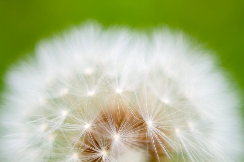 Fleur en peluche par QEIMOY