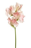 Lathyrus or ornamental pea against white background