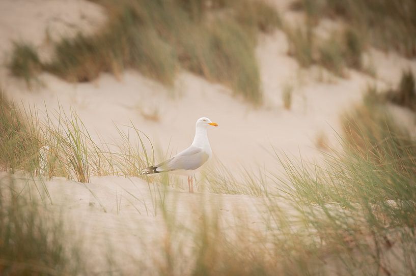 Meeuwen op Terschelling tijdens een theekransje van Wendy de Jong