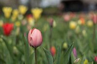 Pink tulip in a flowerbed