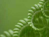 Spiral fern leaf