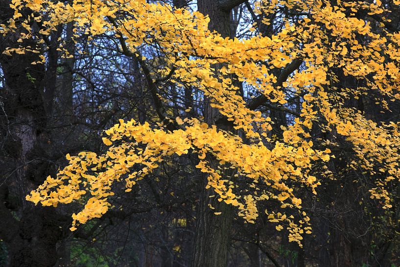 L'automne par Thomas Jäger