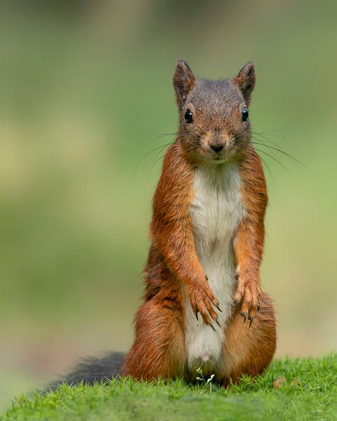 Standing squirrel looks curious. by Albert Beukhof