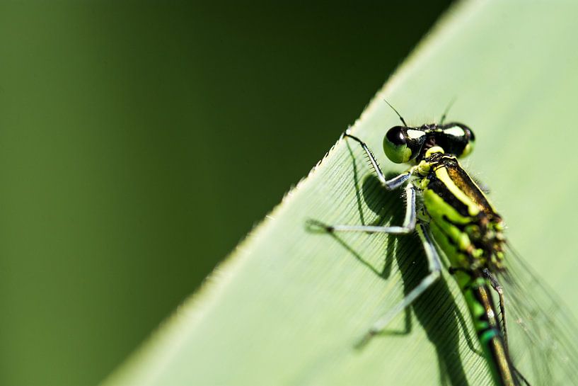 azuren dame von claes touber