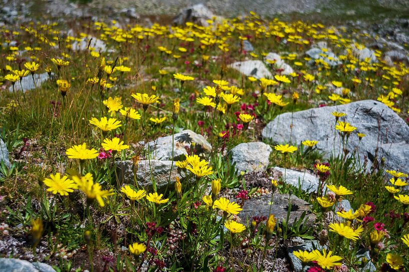Schaukelblumen von Esther's Photos