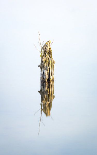 Morgenstimmung am See von Nils Steiner