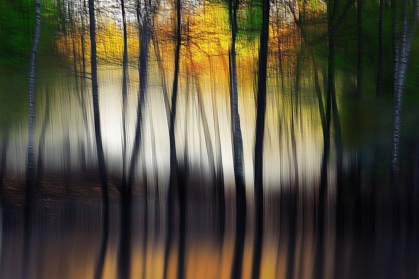 The magic of the forest by Ton Kuijpers