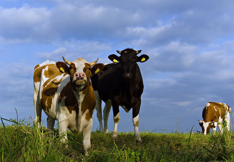 stolze Kühe von joyce kool