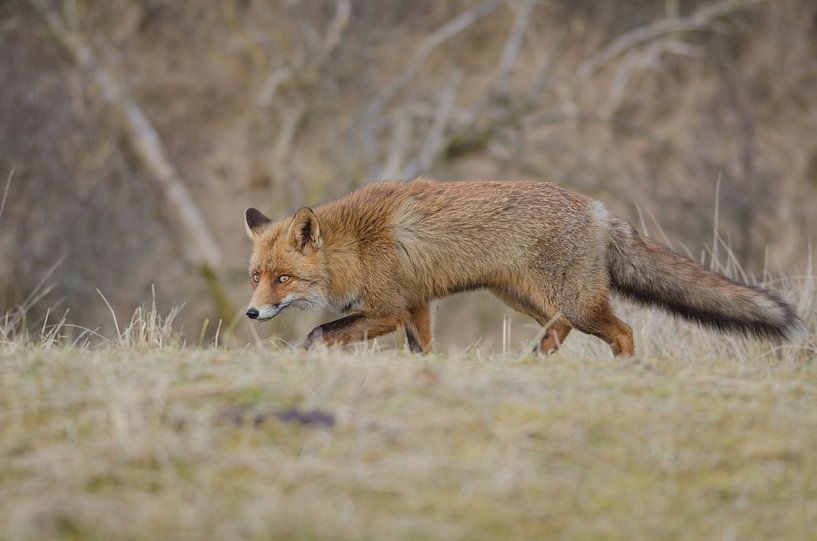 Vos - &quot;On the Move&quot; par Carla Boogaard