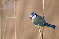 Mésange bleue dans les roseaux